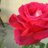 Twitter result for Laura Ashley from laura_zuki
