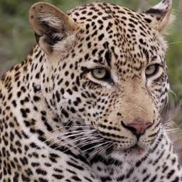 amante del mundo animal