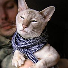 @CuteVintageCat