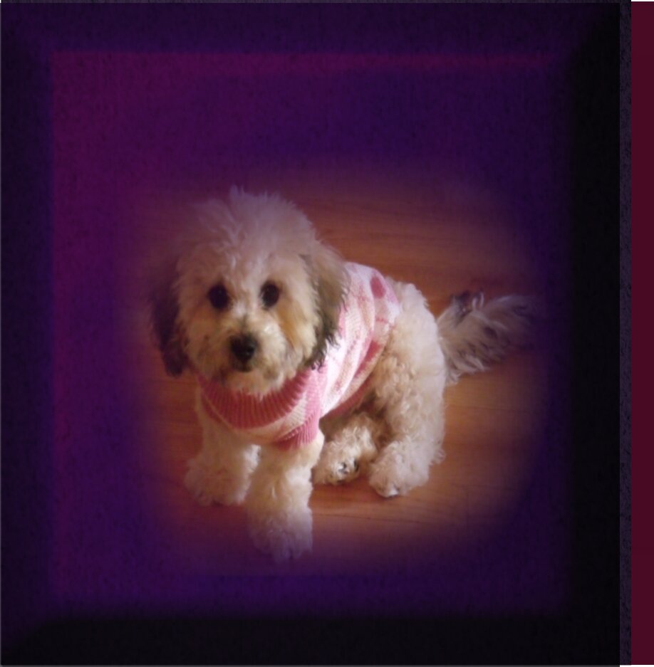 We sell quality pet wears...