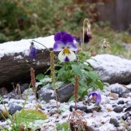 FrugalFairbanks's profile picture. 