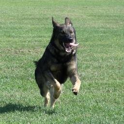 K9Penn's profile picture. Dog training services from Matthew Read. Specializing in obedience, aggressive dogs, tracking, trailing, protection, detection. #K9 #PSA