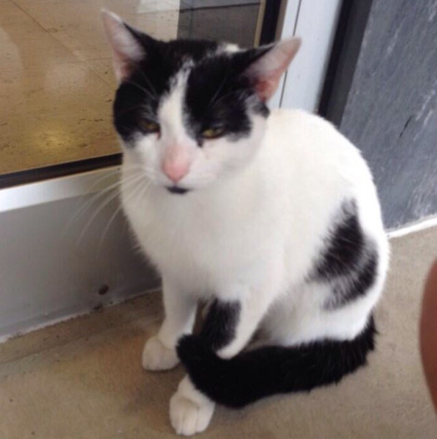 This is the official account for Elmira Colleges own campus cat.