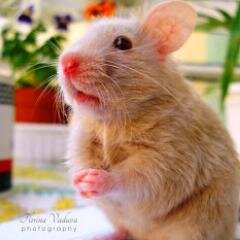 Owner : @RioRachmad
Rumah Hamster di Sarolangun,cocok jdi hewan peliharaan,,,,
imut,Lucu,mampu mengusir rasa Galau anda...