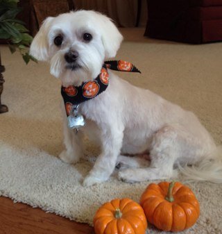 laurah_texas's profile picture. 