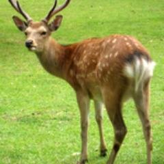 世捨て人。奈良公園に住みたいな。