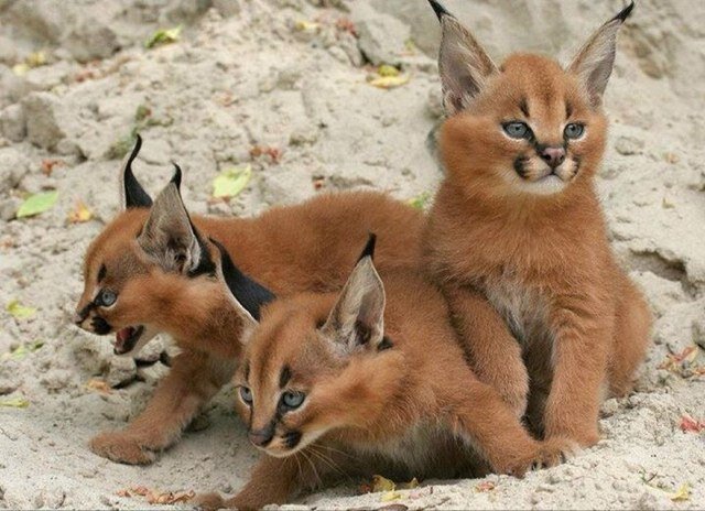 balach_balach's profile picture. 