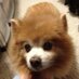 thechewiedog (@thechewiedog) Twitter profile photo
