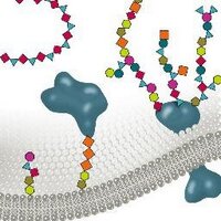 Biomolecular Systems (@biomolsys) 's Twitter Profile