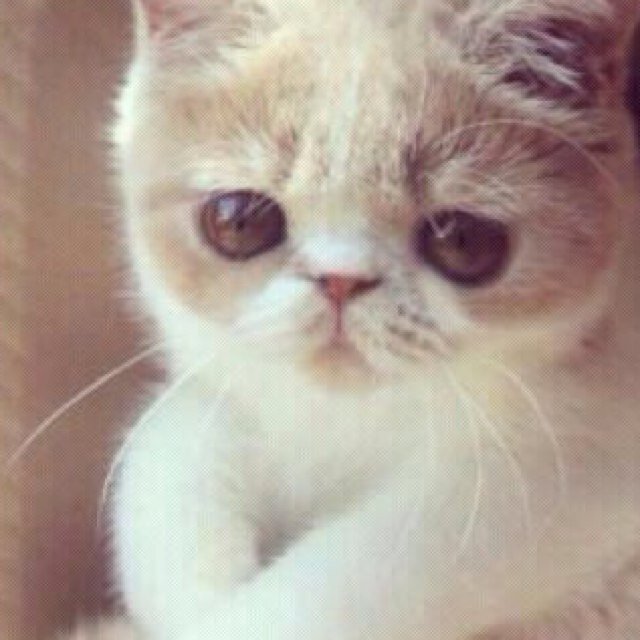 t_drone_59's profile picture. freefollows