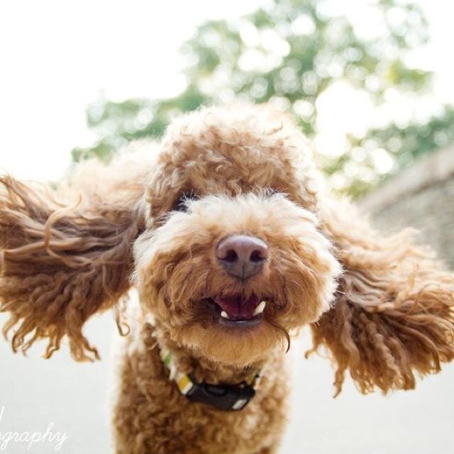 Therapy dog who wants to promote community service! How are YOU helping YOUR community?