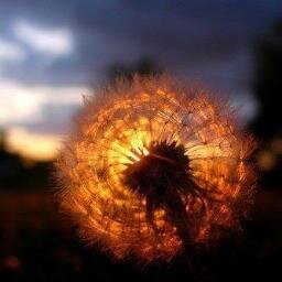 MzSeJP's profile picture. language lover, truth talker, meaning maker; excessive wo/anderer #DogsAreMyDawgs thoughts/opinions are my own (except for rt, as those belong to someone else)