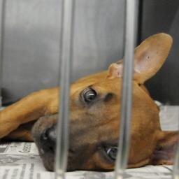 every life deserves its lifetime