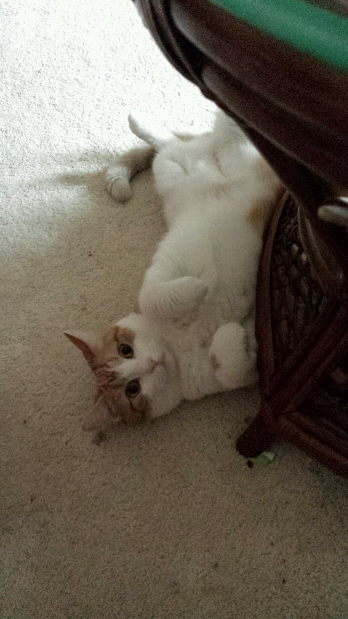 MelanieACross's profile picture. U of Scranton