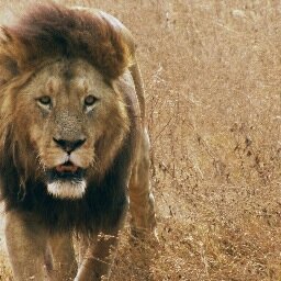 wiked_identity's profile picture. 