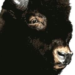 Since 1999 Bison Basics has been the prime, non-aligned, culinary bison authority.