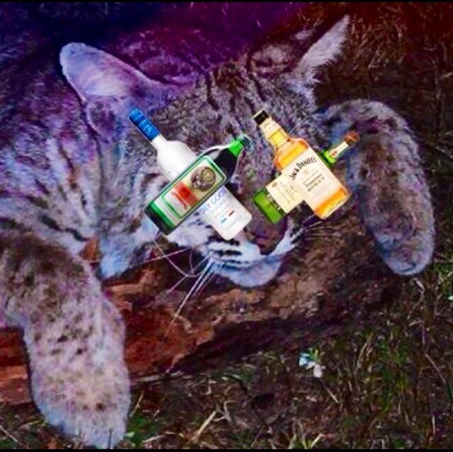 Capture those debaucherous moments and @blackoutbobcat to be retweeted!