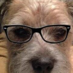 I'm a border terrier, my tweets are not my own, obviously !