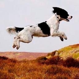 Visit our ESS Health Website - the central health and welfare information resource for English Springer Spaniels in the UK