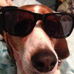 Tweets from Mia, Bella & America's favorite beagle household. Manager of @ragley & @CABar's free time.  Calhoun (2018) 🌈 Jasper (2020) 🌈 Lilly Lou (2021) 🌈