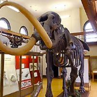 Rutgers Geology Museum (@rugeomuseum) 's Twitter Profile