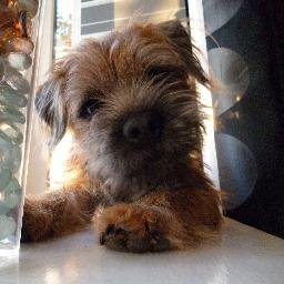 Two years old, Alfie the Border Terrier from Brough, East Yorkshire.