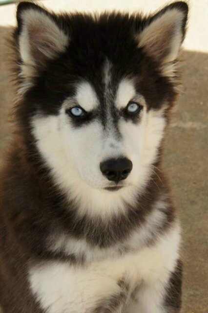 LittleJackPuppy Profile Picture