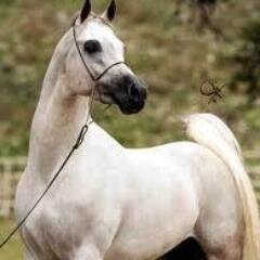 mooipaardenfoto's profile picture. volg onskrijg meer info over paarden _