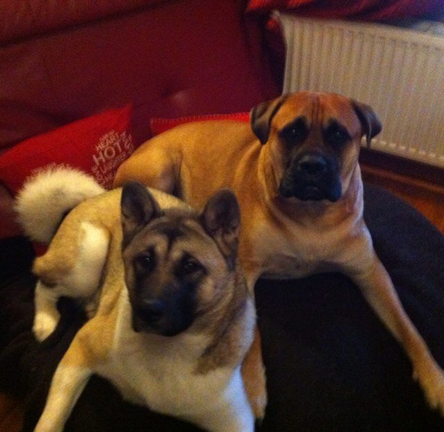 For All Your Pets Needs ,food,treats,bedding,health,hygene,          call:01333-429299