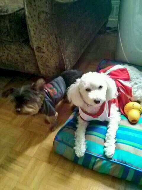 Mickey and Angel love to meet new furfriends+great people.