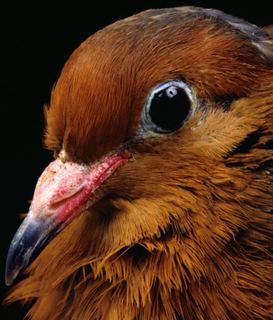 socorrodove's profile picture. Preserving endemic species on Islands