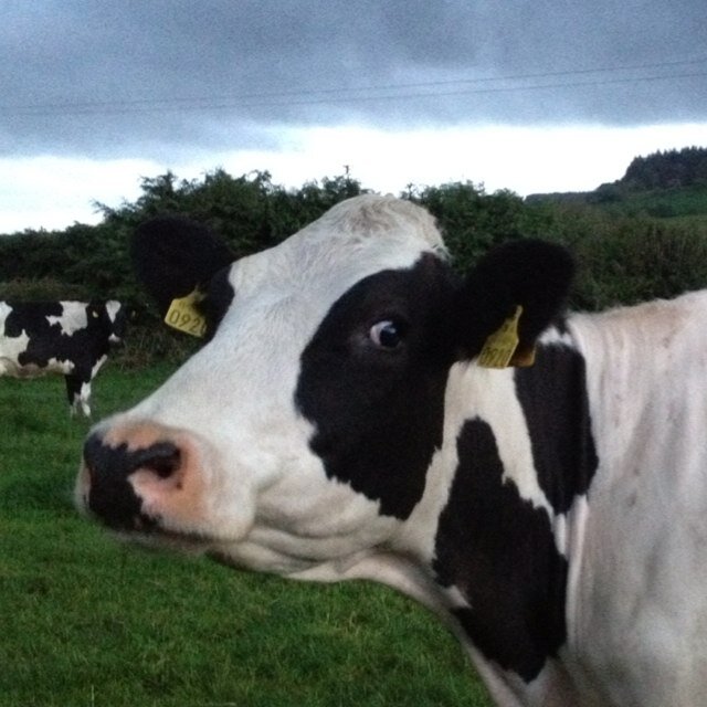 Cattle vet and car fanatic. When in doubt, FLAT OUT!