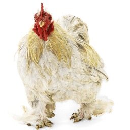 Official Twitter of The Mother Cluckers. Probably the worst band in the history of our universe.  yet AWESOME!  @FollowFitz #mothercluckers  Go CLUCK yourself!
