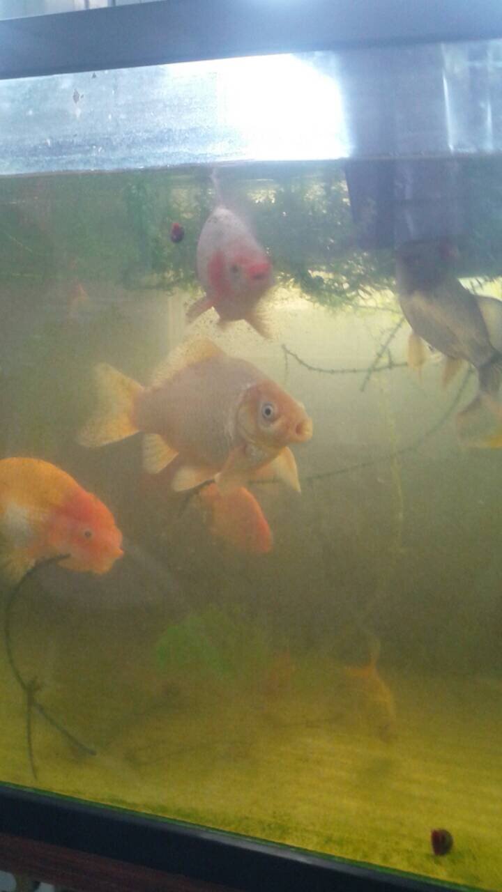 パクパク金魚 Admku44 Twitter パクパク金魚 Admku44 Twitter