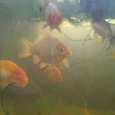 パクパク金魚 Admku44 Twitter パクパク金魚 Admku44 Twitter