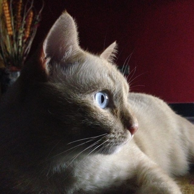 Clinical Pharmacy student #teamfollowback
       #cats #celinedion #lovedmebacktolife