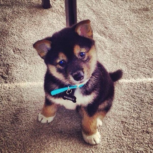Woof!! Im @valentine_cats and @JustMehNiall Dog!!