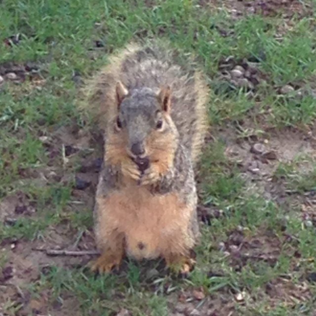 Please feed the squirrels. We hear all, see all, know all.