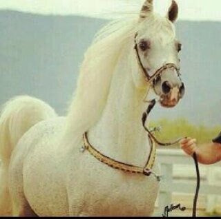 ' شبهنـي بـ مهرهہ مع أول الخيـل ، كحيلـةٍ ععن حبْ غيرهہ [ جفولہَ ] ♡'!