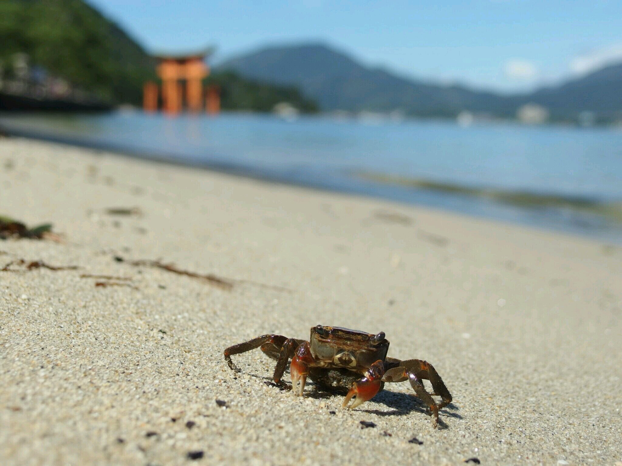 サッカーとイカカレーと祭りとジェフが好きです!!
#LUMIX　#ルミックス　#ジェフ　#散歩　#スナップ