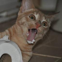 Biscuitboykitty's profile picture. Baby Kitten brother of Dr. Cheeto of Pawfleet. Also has a baby sister Cookie_Cat1