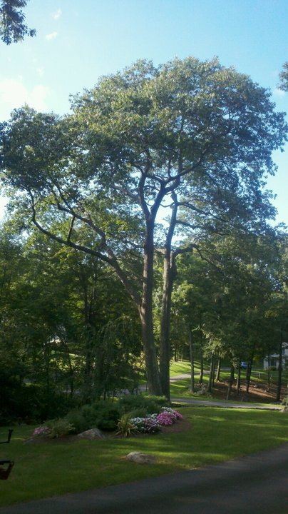 Tree care & removal by CT & ISA certified arborist