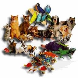 Akun Resmi Imonk Petshop
https://t.co/UpGm6Ypxm9