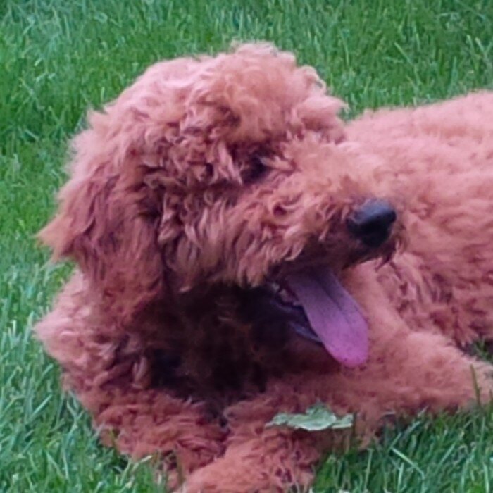 CoolCoulombe's profile picture. 