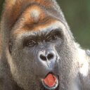 Ryan Knighton - @ryanmknighton - Twitter