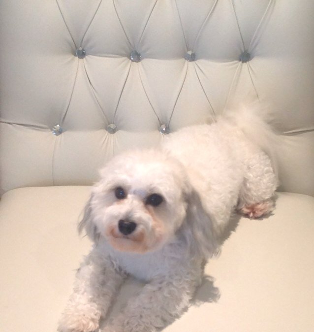 Toronto Realtor and Animal lover