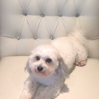Silvana (@johnbluedog) 's Twitter Profile