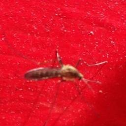 SparkysMosquito's profile picture. 