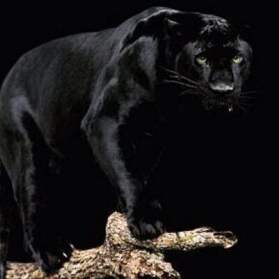 Q النمر الاسود Q Q8k8 Twitter