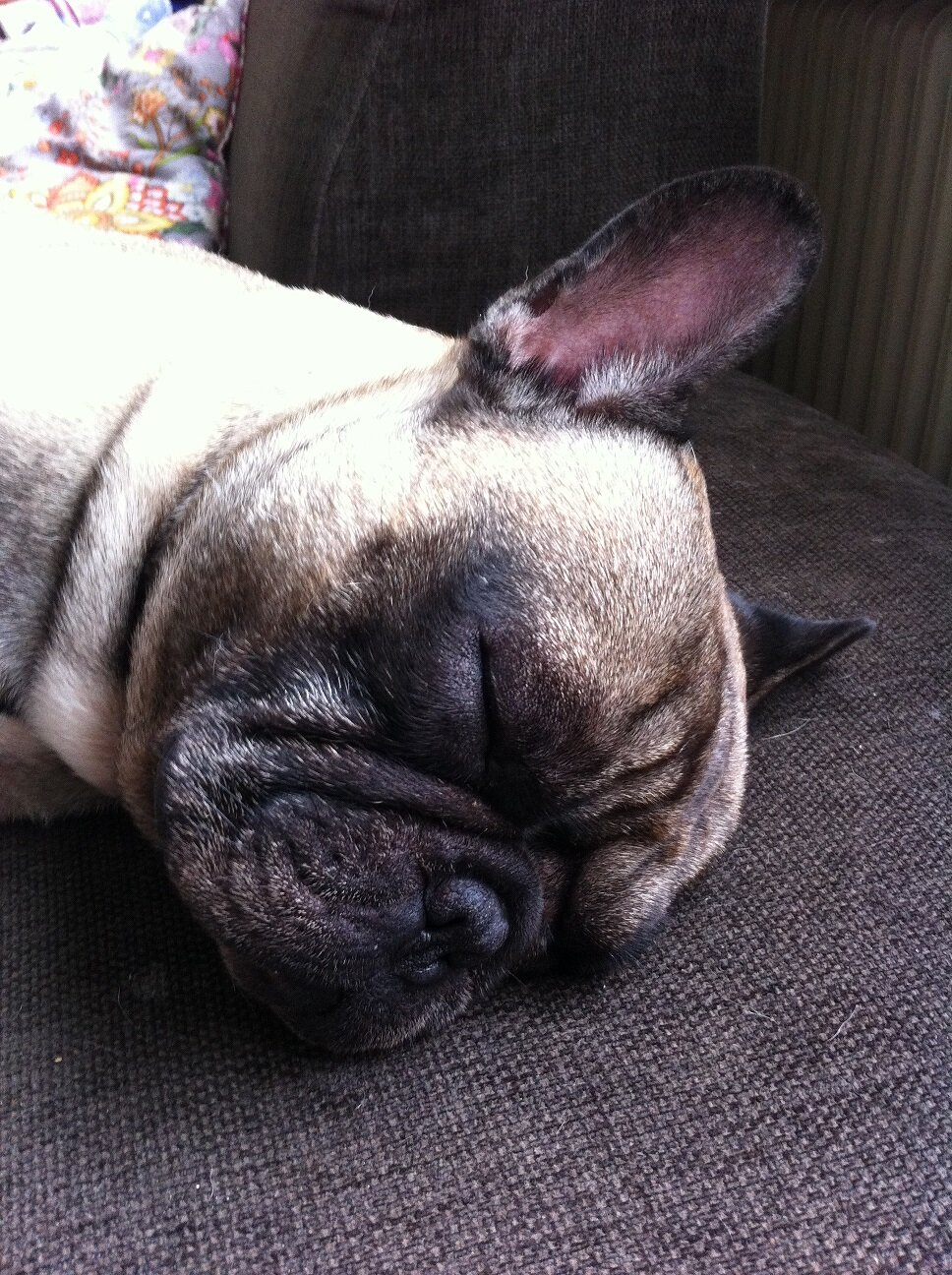 I'm a French bulldog living a dog's life.
I'm even sleeping on my profile picture.
I can't live without my family.